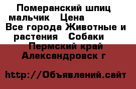 Померанский шпиц, мальчик › Цена ­ 35 000 - Все города Животные и растения » Собаки   . Пермский край,Александровск г.